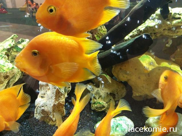 "Живой уголок"