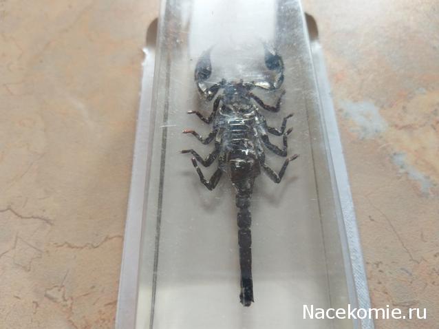 "Живой уголок"