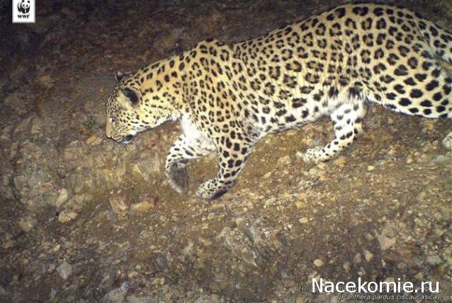 "Живой уголок"