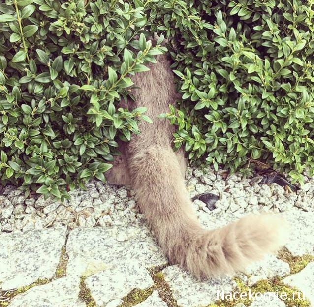 "Живой уголок"