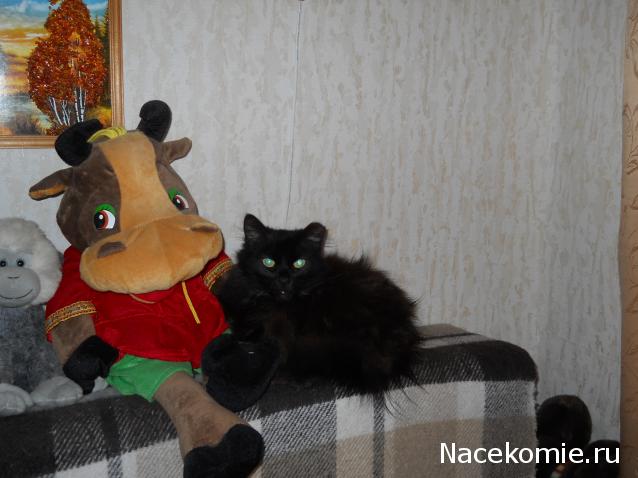 Фото кошек)))))