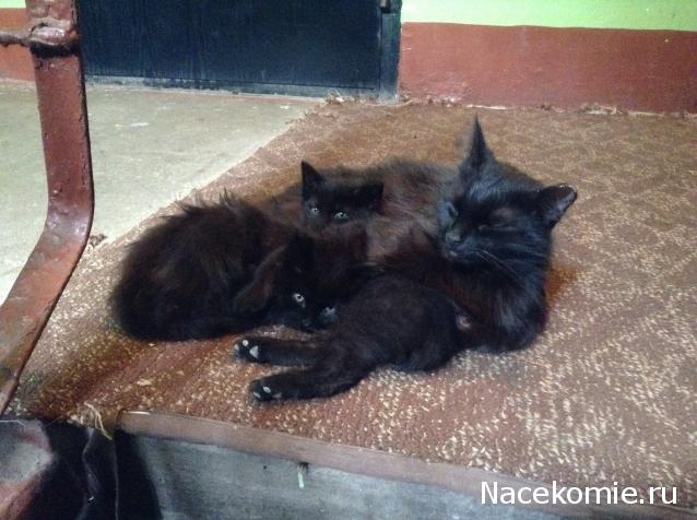 Фото кошек)))))
