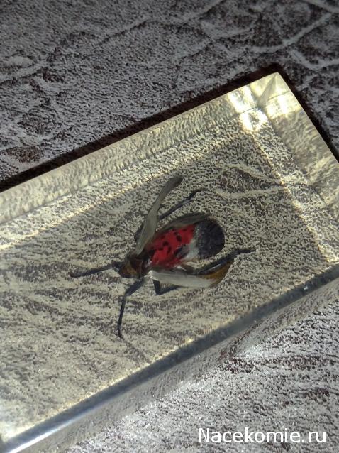 Настоящие Насекомые & Ко - График выхода и обсуждение