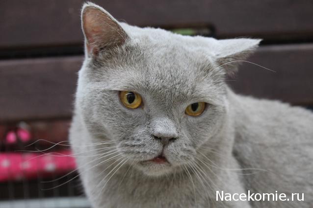 Фото кошек)))))