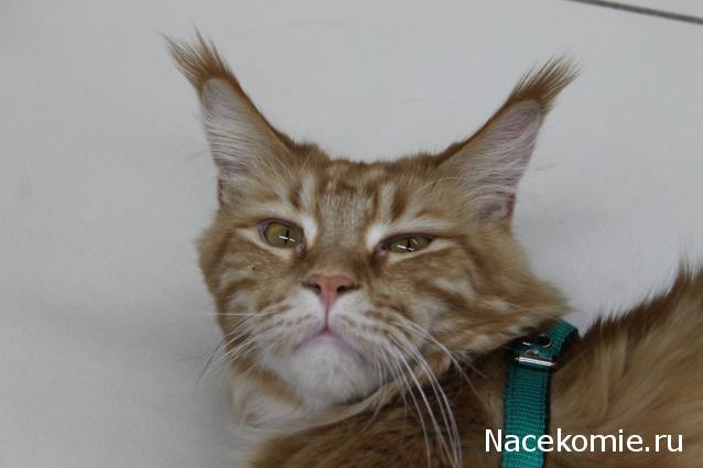 Фото кошек)))))