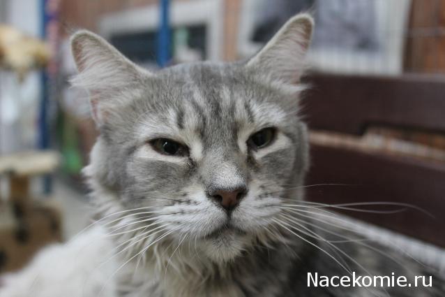 Фото кошек)))))