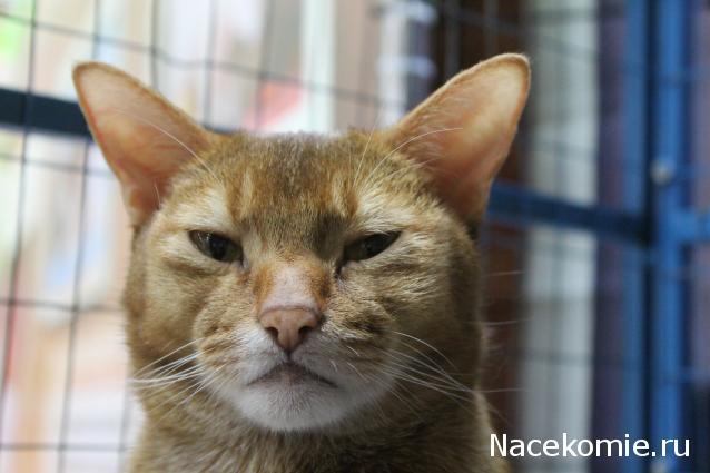 Фото кошек)))))