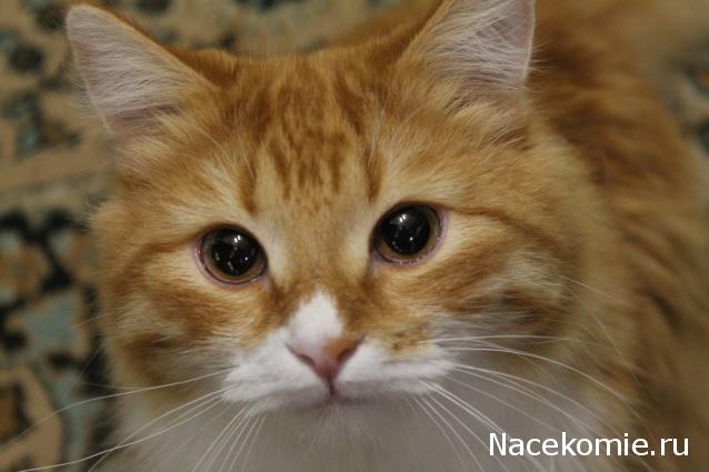 Фото кошек)))))