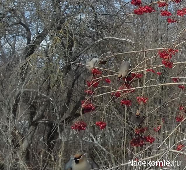"Живой уголок"