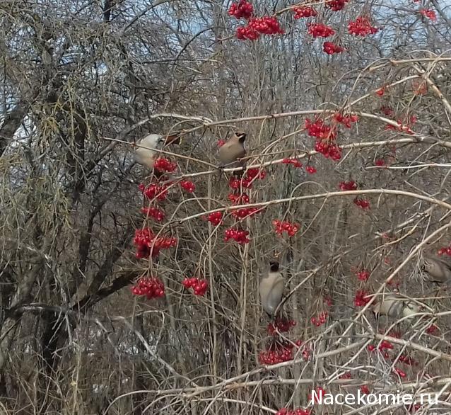 "Живой уголок"
