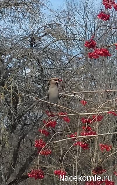 "Живой уголок"