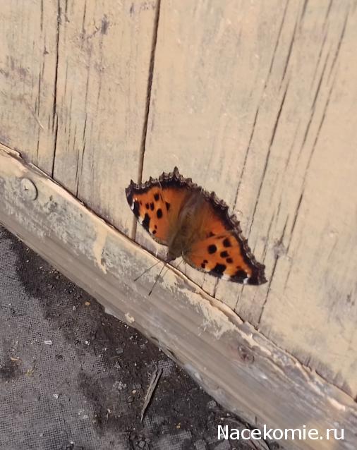 "Живой уголок"