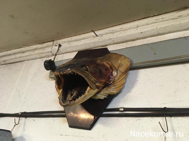 "Живой уголок"