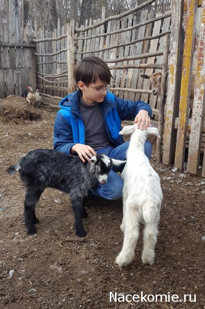 "Живой уголок"