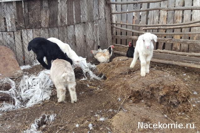 "Живой уголок"