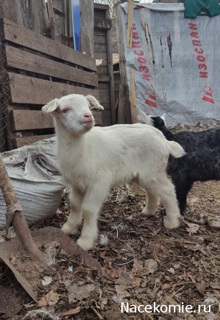 "Живой уголок"