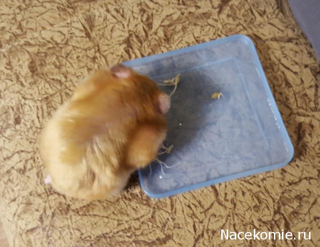 "Живой уголок"