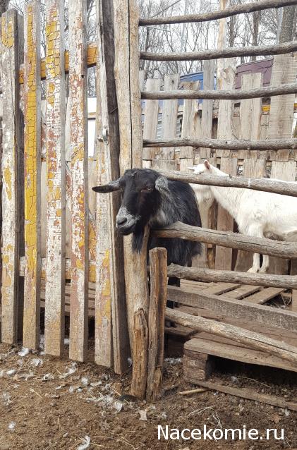 "Живой уголок"