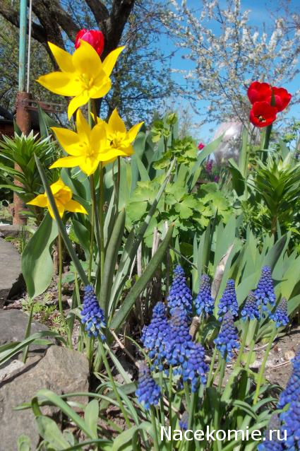 Куклы в народных костюмах – "Девчушки-болтушки"