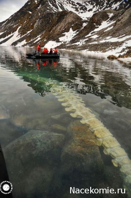 "Живой уголок"