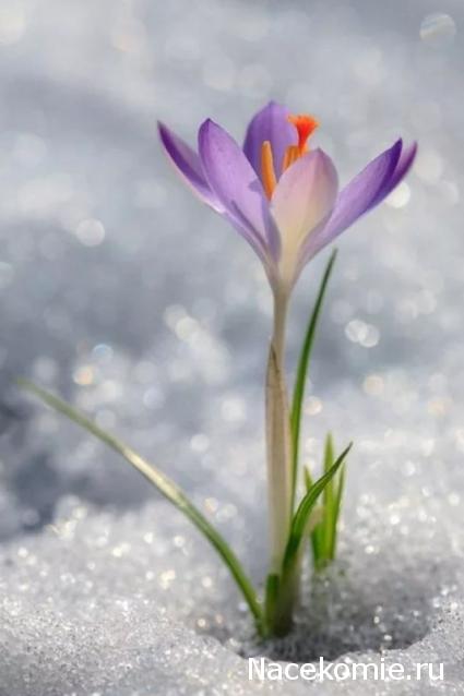 100 крестиков!