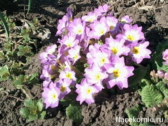 Куклы в народных костюмах – "Девчушки-болтушки"