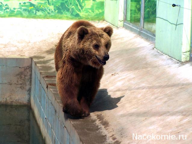 "Живой уголок"