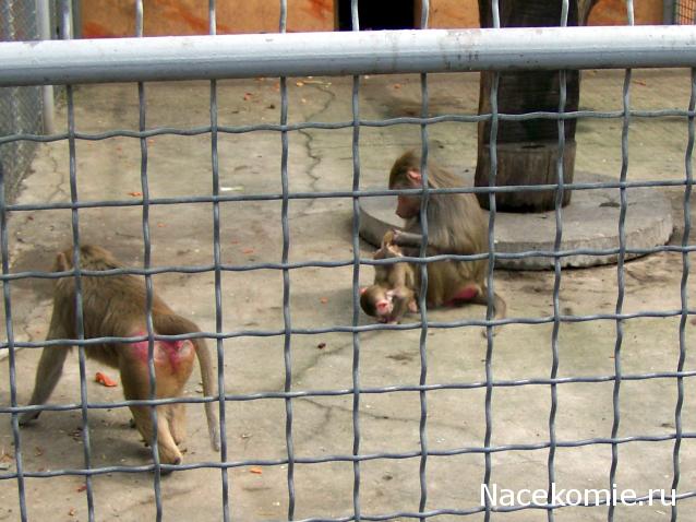 "Живой уголок"