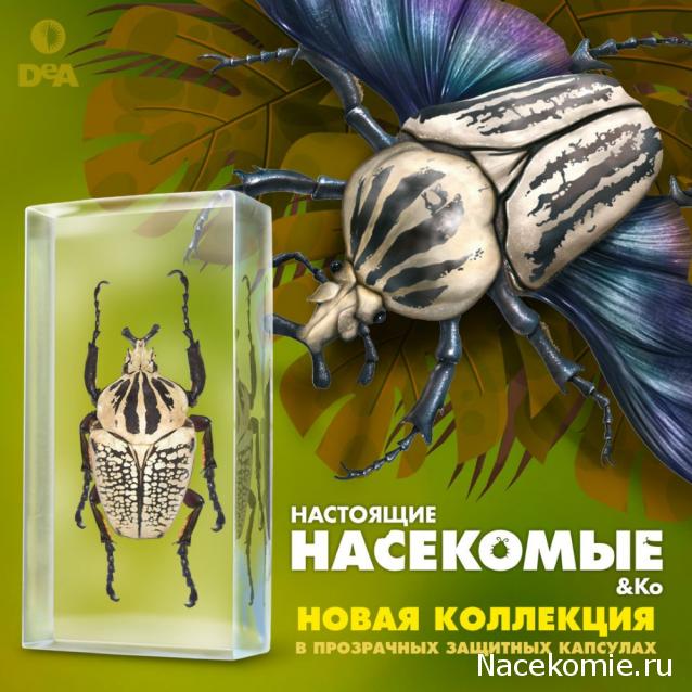 Настоящие Насекомые & Ко - График выхода и обсуждение