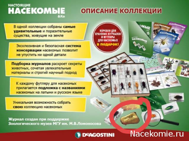 Настоящие Насекомые & Ко - График выхода и обсуждение