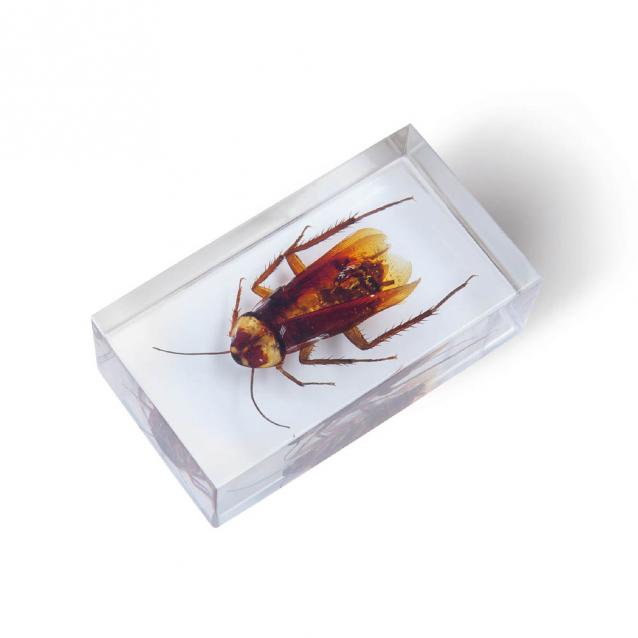 Насекомые & Ко №36 - Американский Таракан