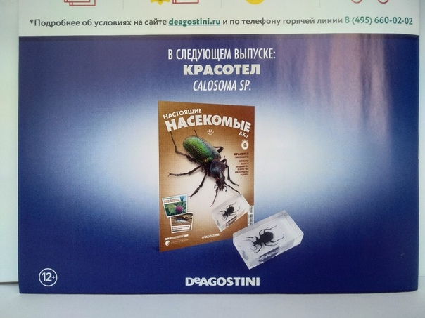 Насекомые & Ко №36 - Американский Таракан