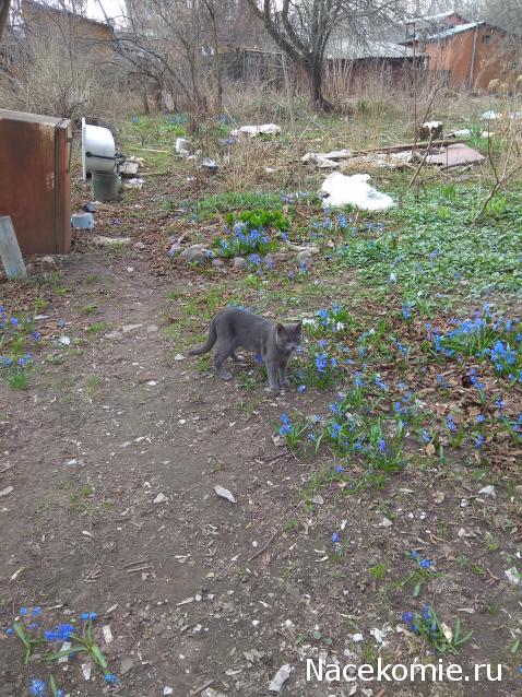 Фото кошек)))))