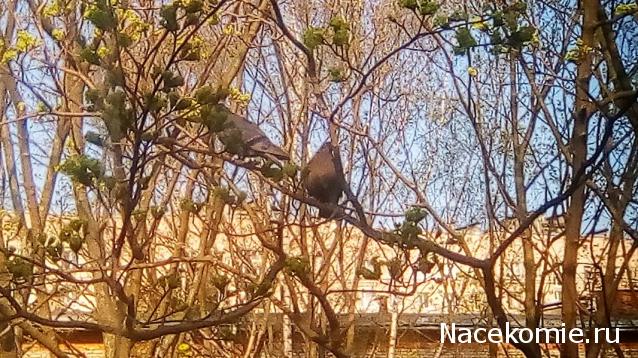 "Живой уголок"