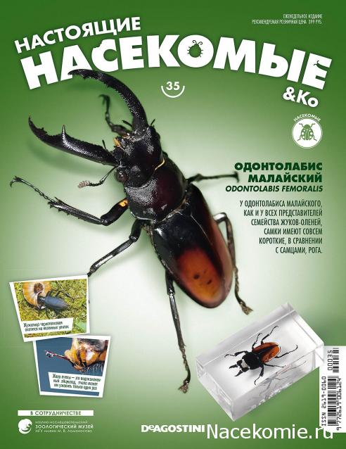 Настоящие Насекомые & Ко - График выхода и обсуждение