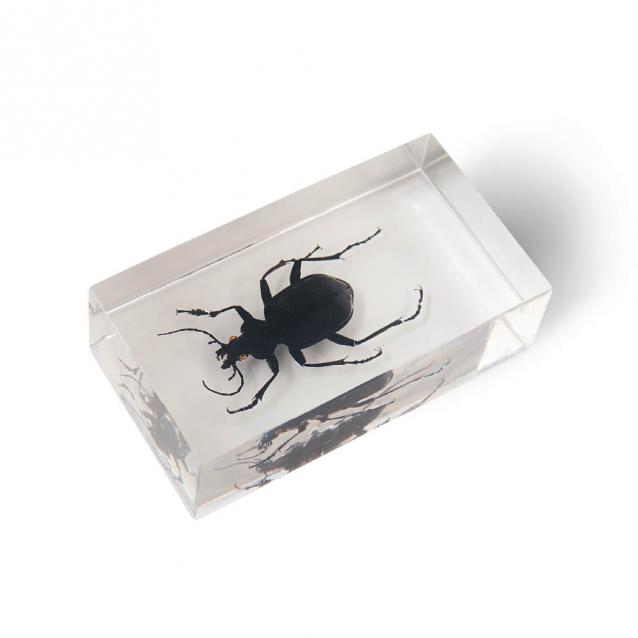 Настоящие Насекомые & Ко - График выхода и обсуждение