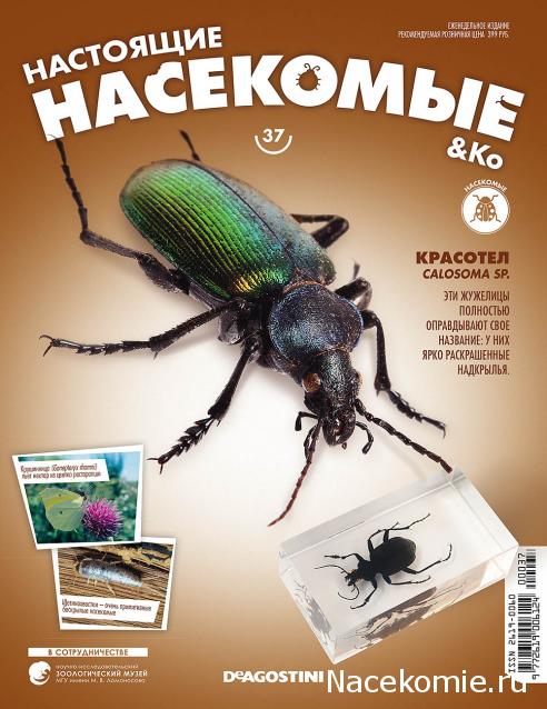 Настоящие Насекомые & Ко - График выхода и обсуждение