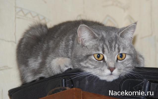 Наши коллекции.