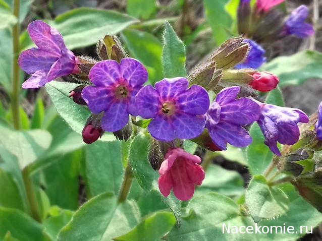 Праздник каждый день - поздравлялка Авторазделов