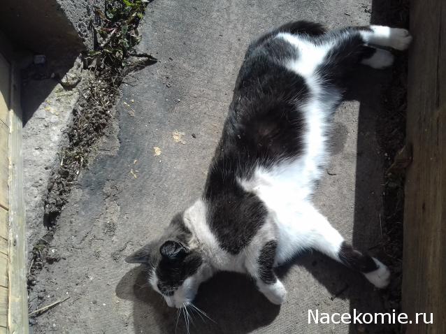 "Живой уголок"