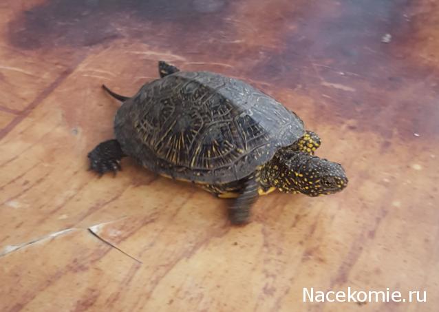 "Живой уголок"