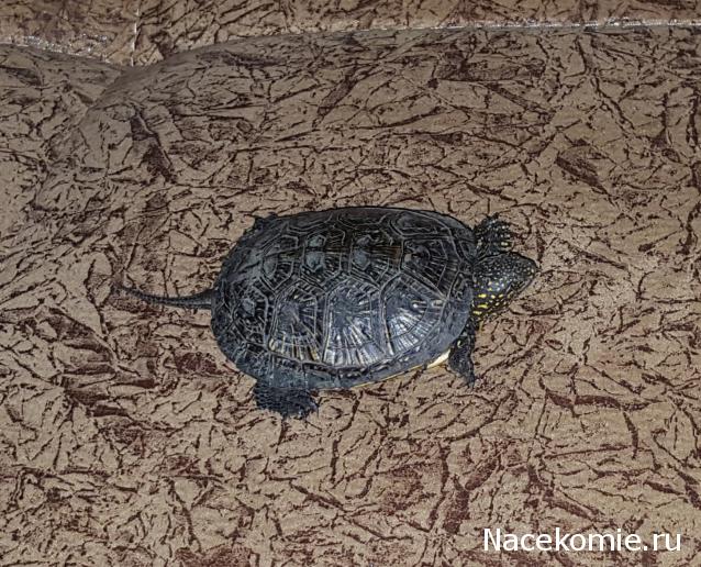 "Живой уголок"