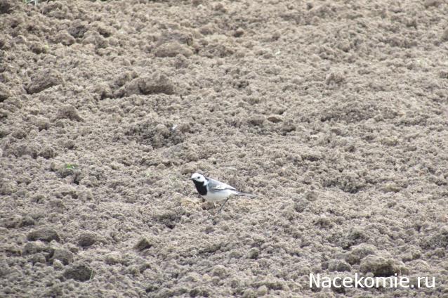 "Живой уголок"
