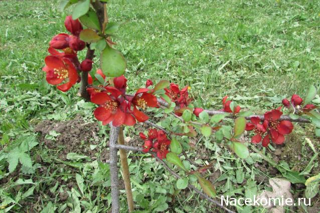 "Живой уголок"