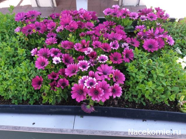 Eva1949 - Дом мечты-души моей воспоминания; 1Abrikoska - Мой гостеприимный дом