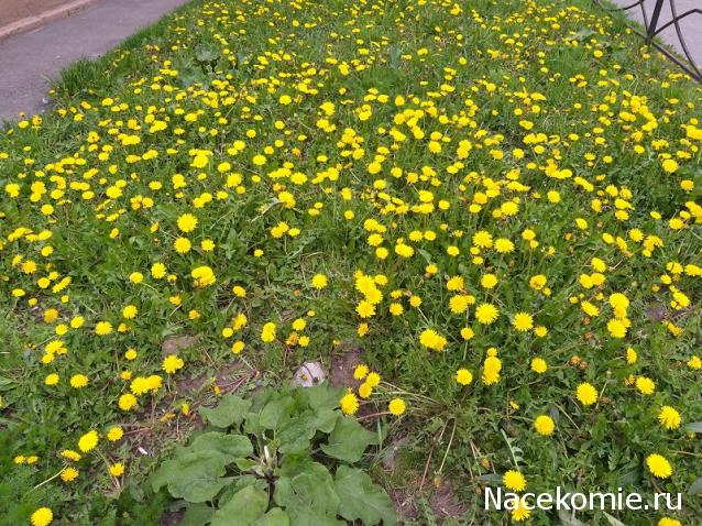 "Живой уголок"