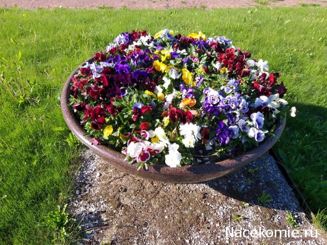 Eva1949 - Дом мечты-души моей воспоминания; 1Abrikoska - Мой гостеприимный дом