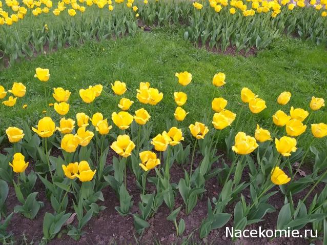 Eva1949 - Дом мечты-души моей воспоминания; 1Abrikoska - Мой гостеприимный дом