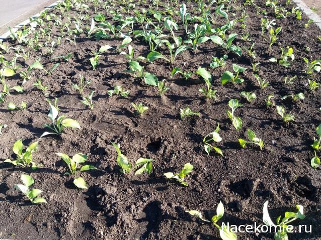 Eva1949 - Дом мечты-души моей воспоминания; 1Abrikoska - Мой гостеприимный дом