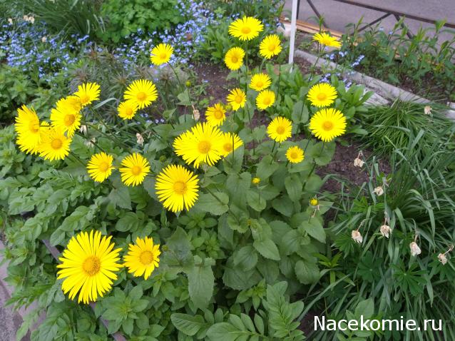 Eva1949 - Дом мечты-души моей воспоминания; 1Abrikoska - Мой гостеприимный дом